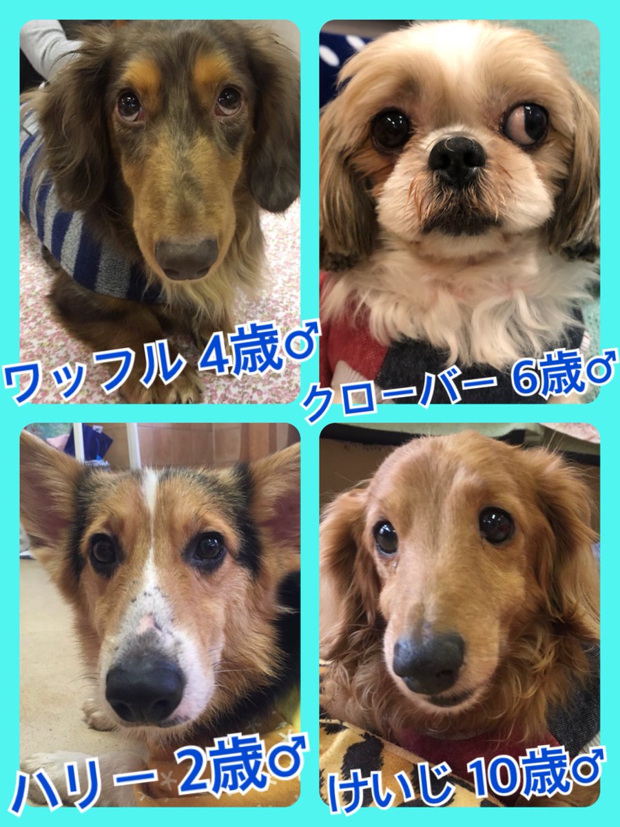 🐾今日の里親様募集中ワンコ🐶メンバーです🐾2019,1,30